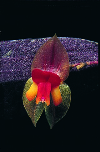 <i>Lepanthes stenophylla</i> Species of orchid