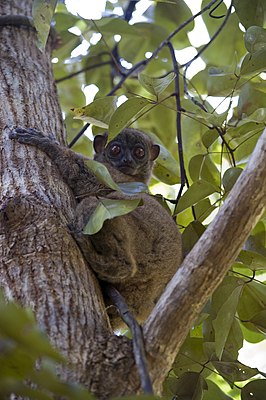 Lepilemur tymerlachsoni