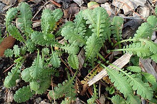 <i>Leptinella dioica</i> Species of plant