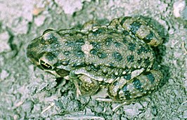 Leptodactylus bufonius