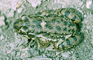 La grenouille Leptodactylus bufonius se retrouve dans le nord et le centre de l'Argentine, y compris les provinces de San Luis et de Mendoza[25].