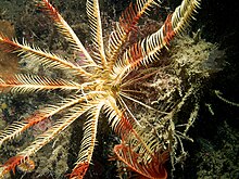 Leptometra celtica, a feather star Leptometra celtica 7078.jpg