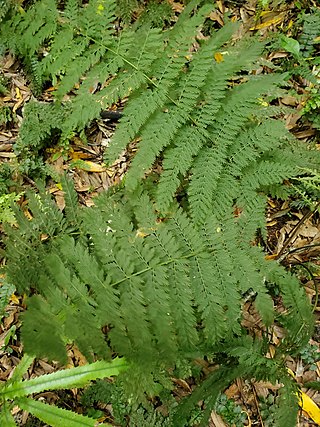 <i>Leptopteris hymenophylloides</i> Species of fern