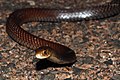 Lesser Black Whip Snake (Demansia vestigiata) (8692359408).jpg