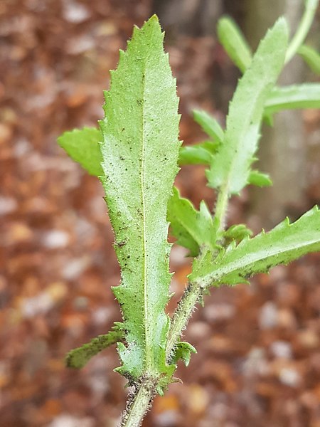 File:Leucanthemum ircutianum sl19.jpg