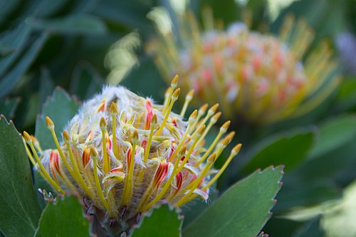 Leucospermum, "Veldfire"