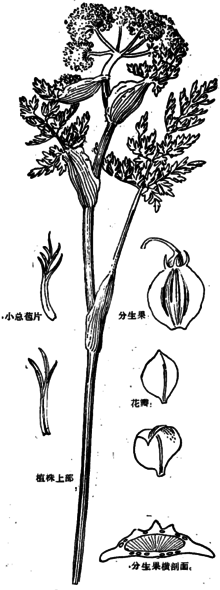 紫梢花全草图图片