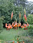 Lilium michiganense (1). 
 jpg