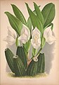 Anguloa uniflora plate 100 in: Jean Jules Linden L. Linden & E. Rodigas: Lindenia (1885-1906)