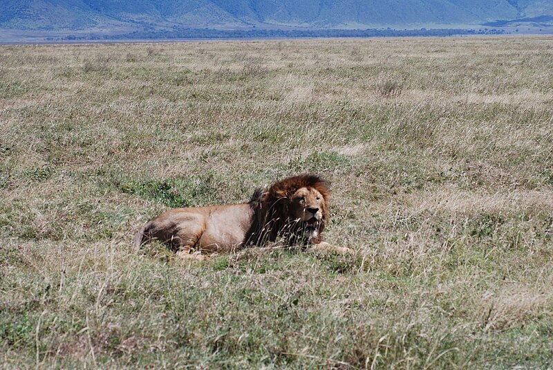 File:Lion at Ngorongoro Crater.jpg