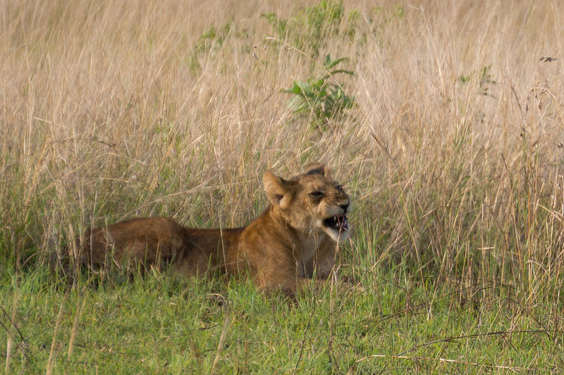 File:Lion cub - Queen Elizabeth National Park, Uganda (2).jpg