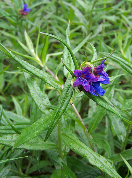 File:Lithospermum purpurocaeruleum a1.jpg