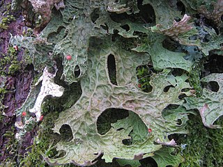 <i>Lobaria macaronesica</i> Species of lichen