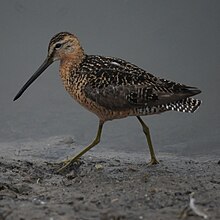 Dowitcher met lange rekening (7569920384).jpg