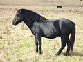 Miniatura para Caballo losino