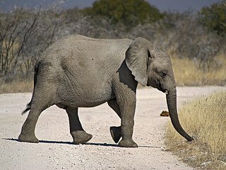 'n Savanne-olifant kruis die pad naby die Goas-watergat, Nasionale Etoshawildtuin