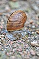 Lumaca (Helix pomatia) - Roman snail, Gerenzano, Italia, 09.2018 (4).jpg