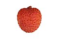 * Nomination Fruit of the Lychee (Litchi chinensis) Tree. --sanjay_ach 07:46, 29 May 2023 (UTC) * Promotion  Support Good quality. --Poco a poco 08:20, 29 May 2023 (UTC)