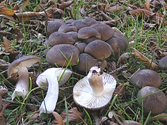 Рядовки фото. Рядовка скученная Lyophyllum decastes съедобная. Лиофиллум симедзи. Гриб рядовка Сластена. Рядовка скученная серая.