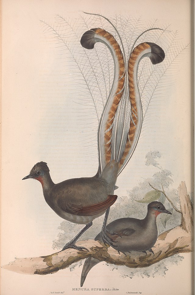 lyre bird