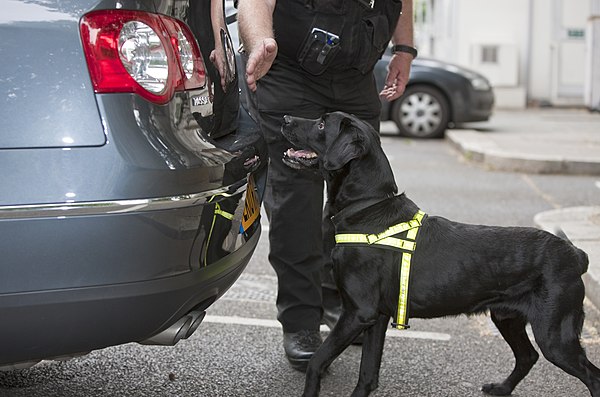 MDP explosives detection dog searching vehicles