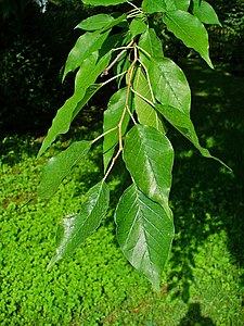 Maclura pomifera Leaves