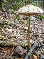 Macrolepiota Procera