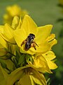 Skrócinki (Macropis) są wąsko oligolektyczne. Pyłek zbierają wyłącznie z tojeści.