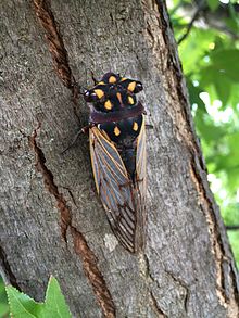 Macrotristria angularis על ענף Liquidambar (1) .jpg