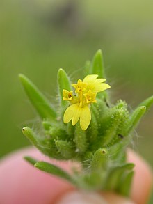 Madia glomerata (3767479847).jpg