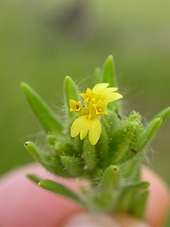 <i>Madia glomerata</i> Species of flowering plant