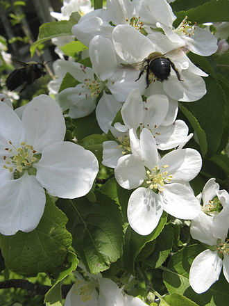 'Pristine' flowers are pollinated by bees. Malus 'Pristine' 4.jpg
