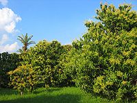 Mango Orchard in Multan, Pakistan MangoTree.jpeg