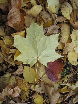 Maple leaf