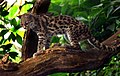 Margay (Leopardus wiedii) dans son milieu naturel