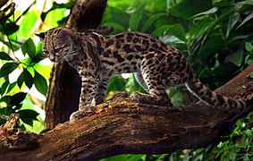 మార్గే అడవిపిల్లి Leopardus wiedii