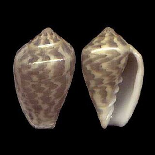 <i>Marginella bairstowi</i> species of mollusc