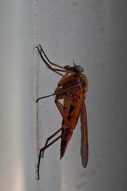 Snipe Fly (Rhagionidae)