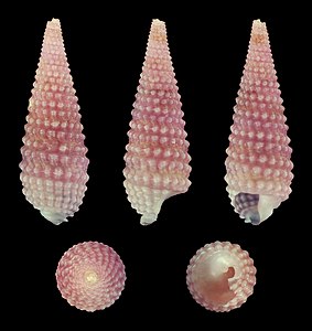 Mastonia rubra