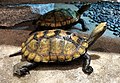 Mauremys japonica Lake Biwa Museum 1.jpg