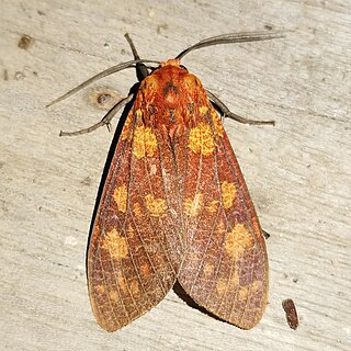 <i>Mazaeras</i> Genus of moths