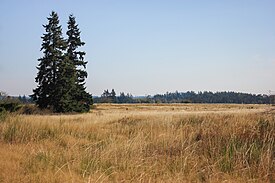 Prairies of South Puget Sound Mazama Pocket gopher habitat.jpg