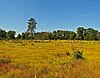 Padang Rumput Lembah Barrens.jpg