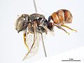 Megachile semicandens m.jpg