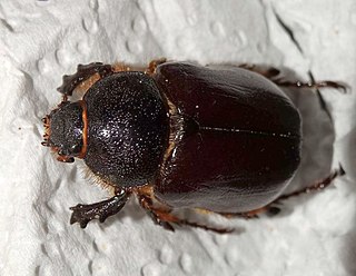 <i>Megasoma sleeperi</i> Species of beetle