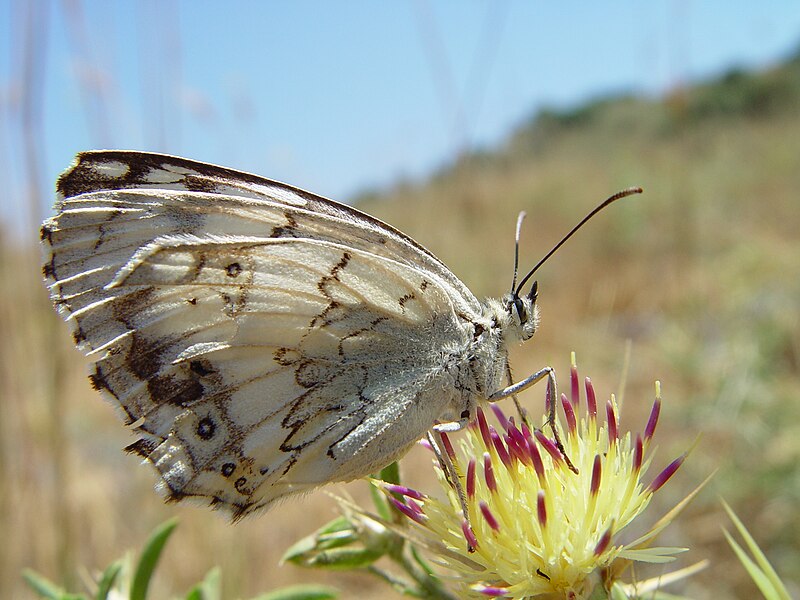 File:Melanargia titea titania.jpg