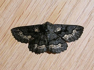 <i>Melanodes</i> Genus of moths
