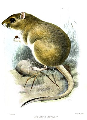 Shaw racing rat (Meriones shawi), drawing by Joseph Smit