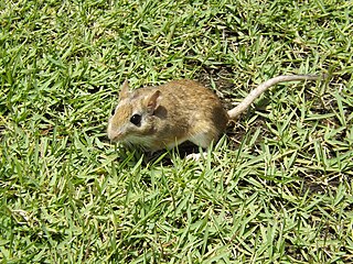 Tristrams jird Species of rodent