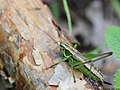 Metrioptera roeselii (Hagenbach, 1822)